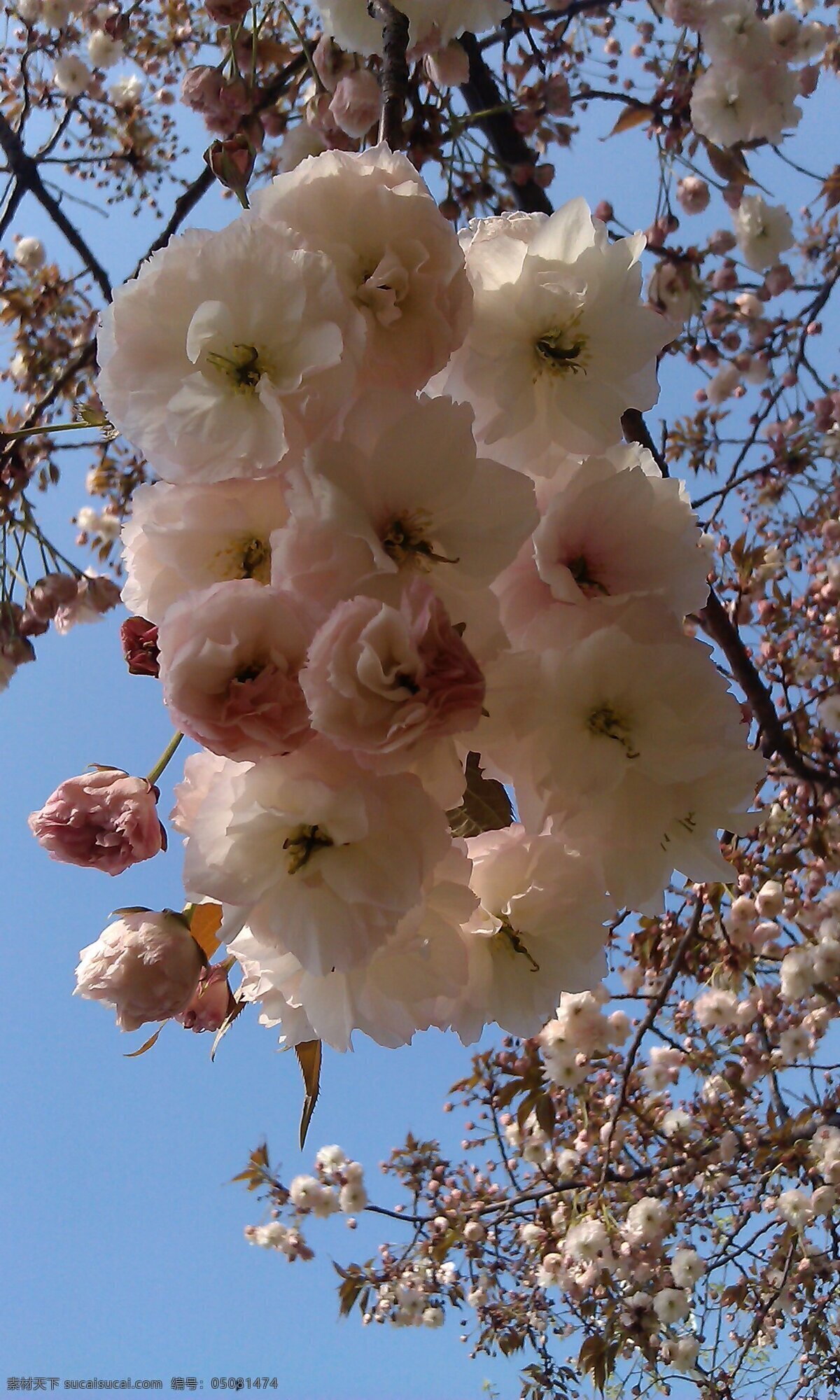 粉色 花朵 春天 春天来了 粉色花朵 风景 公园 花草 迎春花 生物世界 psd源文件