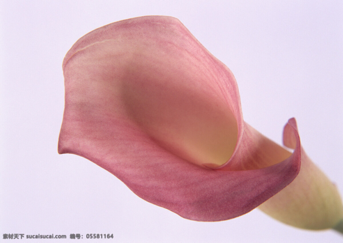 花朵特写