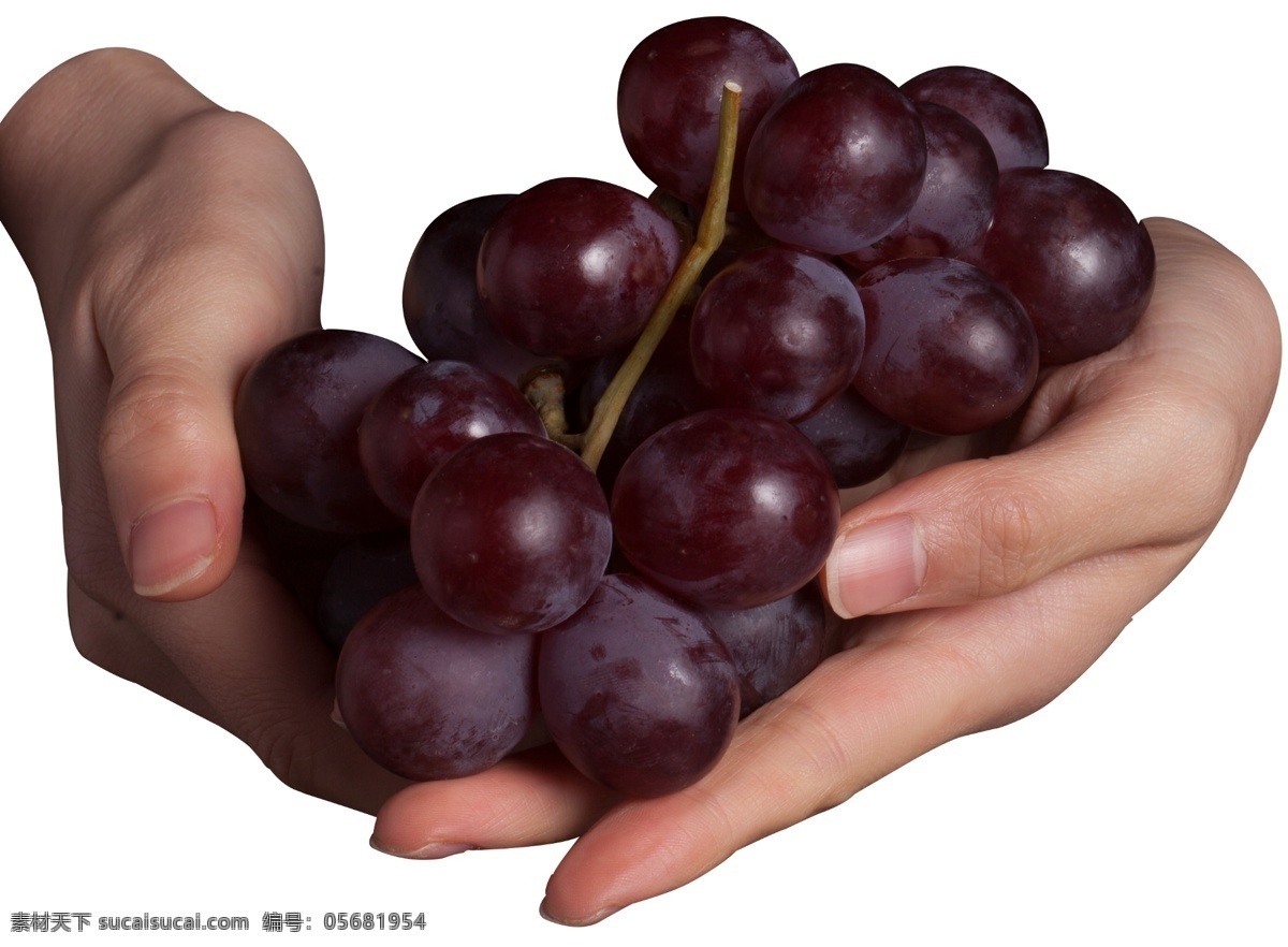 手 紫色 葡萄 实物 食物 水果 大葡萄 小葡萄 提子 黑提 黑加仑 香葡萄 巨峰葡萄 手掌 手指 矢量png