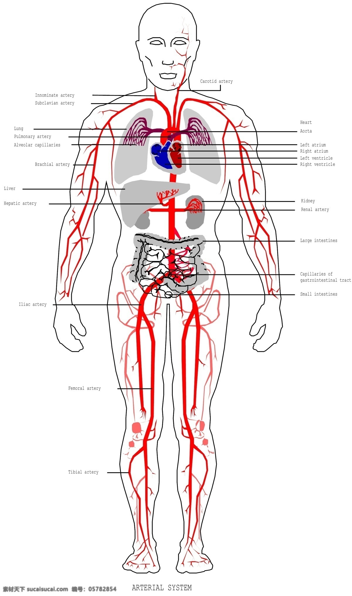 内脏 解剖 图 商业矢量 矢量下载 内脏解剖图 网页矢量 矢量用具