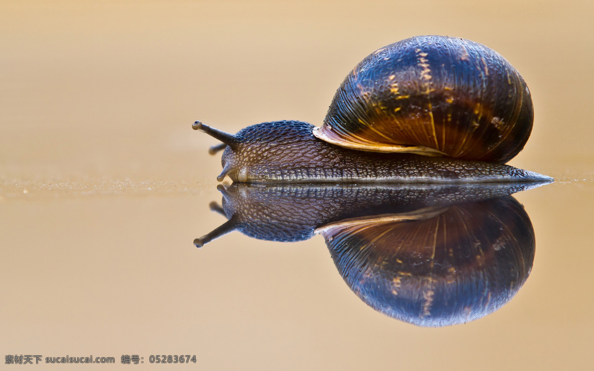 蜗牛 小蜗牛 蜗牛壳 爬行 动物 生物世界 野生动物