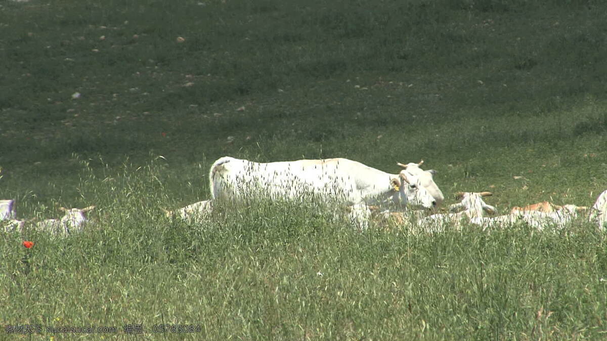 翁布里亚 白色 奶牛 牧场 股票 录像 草 动物 放松 农场 视频免费下载 意大利 草甸 场 其他视频