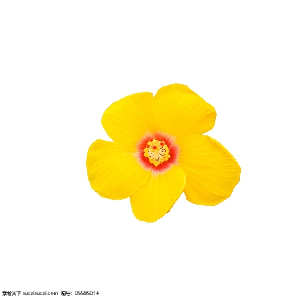 美丽 黄色 花朵 黄色花朵 盛开的鲜花 春天鲜花 鲜花装饰 卡通插图 创意卡通下载 插图 png图下载