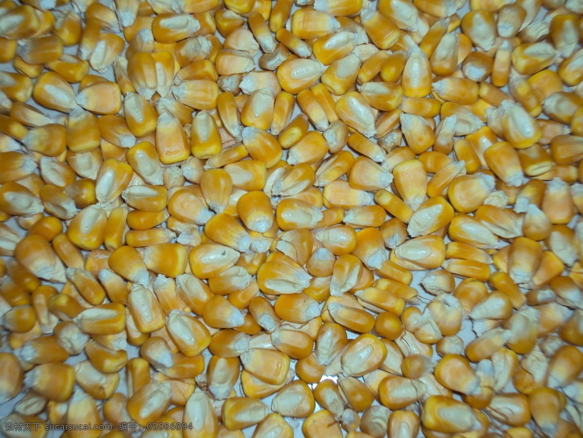 玉米 籽粒 粮食 农作物 玉米粒