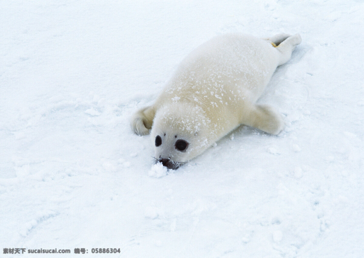 雪地上的海豹 动物世界 生物世界 雪地 海豹 水中生物 白色