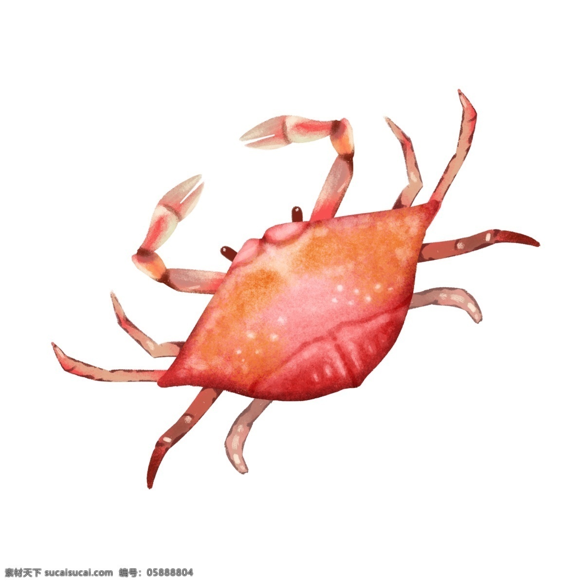手绘 美味 海鲜 螃蟹 鲜美的螃蟹 肉质 细嫩 漂亮的螃蟹 好看的螃蟹 营养 丰富 丰美 无比