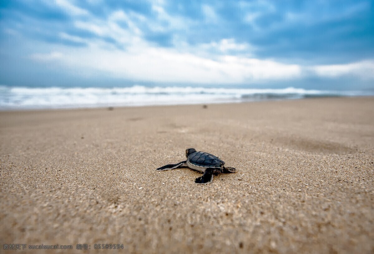 海龟 海 龟 乌龟 小乌龟 巴西龟 宠物龟 动物 生物世界 海洋生物