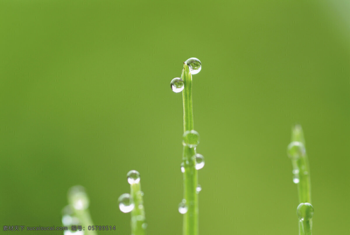 草 花草 环保 晶莹剔透 露水 露珠 绿草 绿色 绿叶 水珠 水滴 雨水 青草 晨露 漂亮水珠 微距拍摄 植物 植被 生态 花草主题 绿叶底纹 生物世界 psd源文件