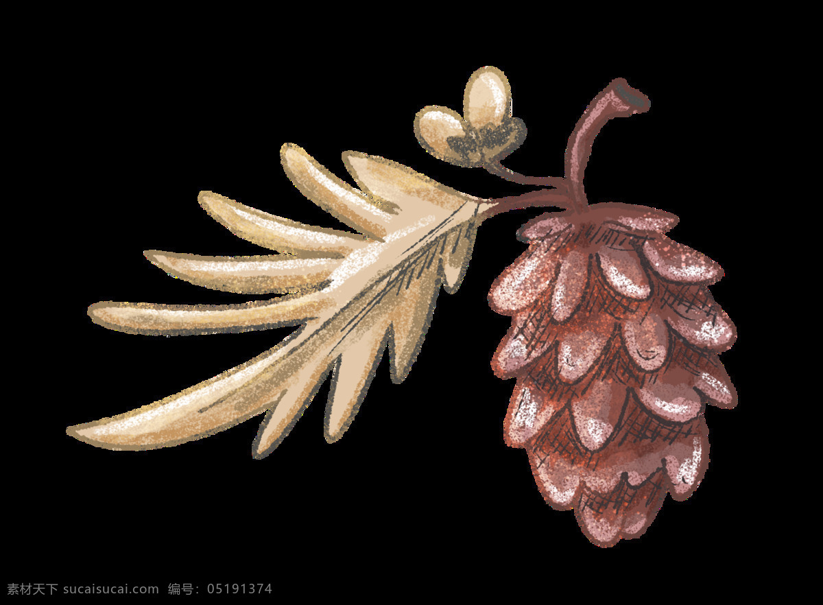 松树 果实 透明 卡通 抠图专用 装饰 设计素材