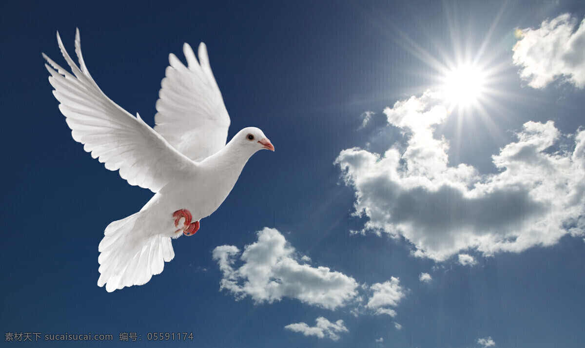 天空 中 飞翔 鸽子 高清 蓝天白云 白鸽 和平鸽 高清图片 空中飞鸟 生物世界 白色