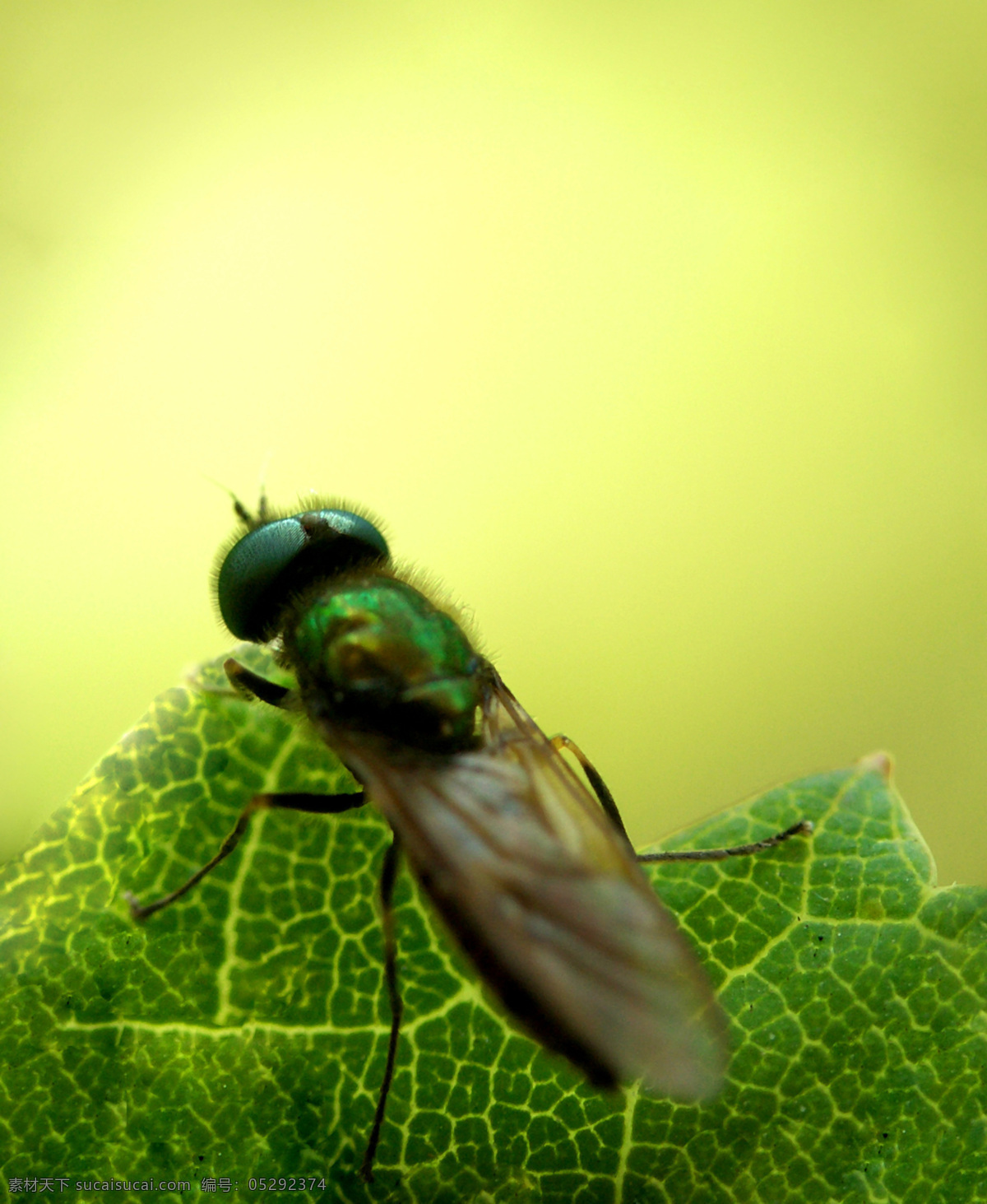 苍蝇 特写 虫子 昆虫 生物世界 苍蝇特写 飞虫 昆虫虫子