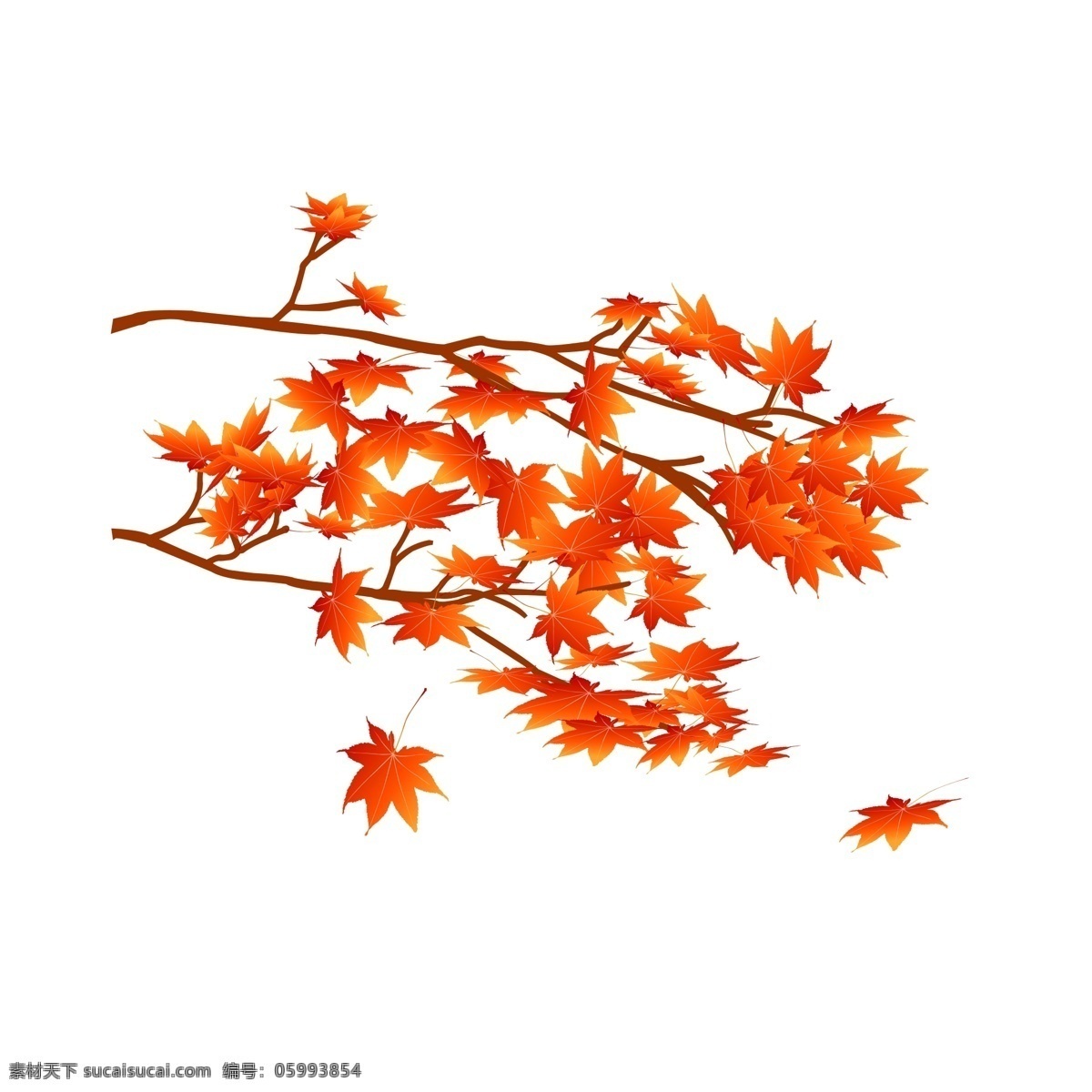 红色 枫叶 树枝 元素 装饰 秋天