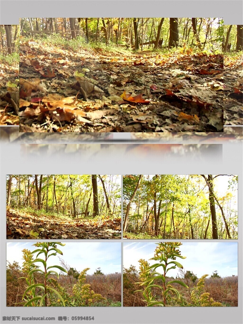 大自然 森林公园 树叶 满地 视频 落叶 树木 树林 植物 绿叶 枯叶 植被 自然环境 生态