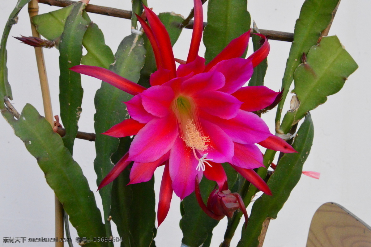 令箭荷花 孔雀仙人掌 孔雀兰 花卉 花朵 花瓣 花蕊 观赏花卉 植物 花卉特写 花卉大观园 生物世界 花草