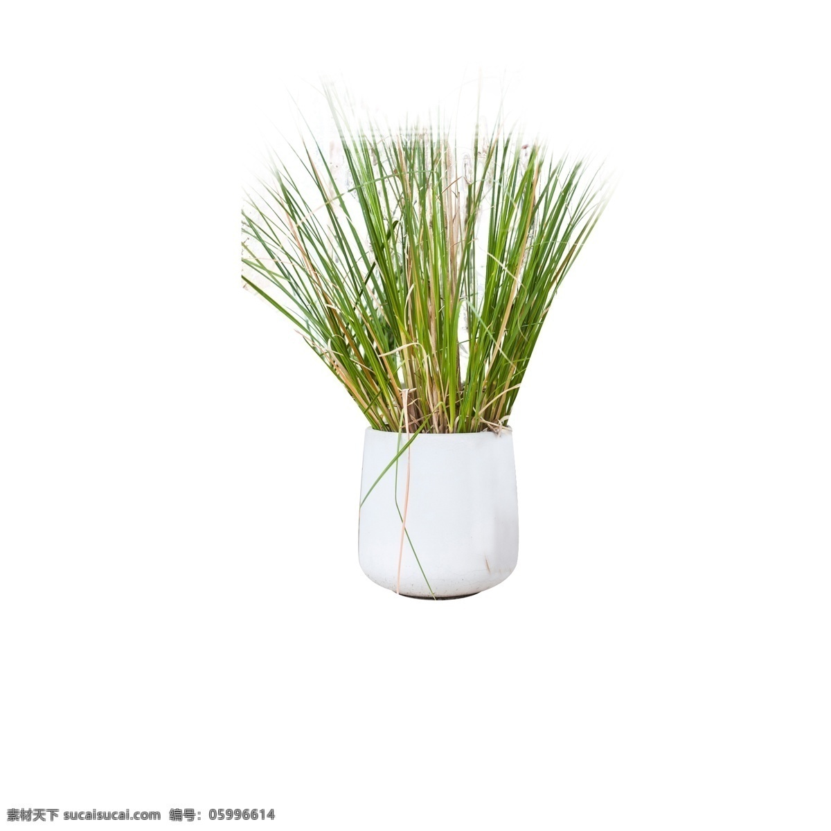 绿色植物 花盆 元素 绿色 草 植物 白色瓷器 简约 意境 装饰 大自然 风景