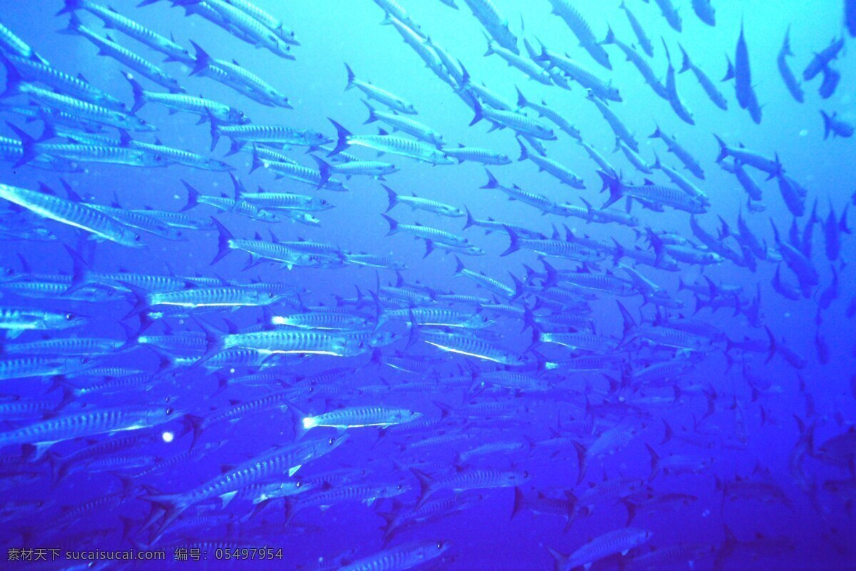 海里的鱼群 鱼群 海鱼 沙丁鱼 热带鱼 生物世界 鱼类