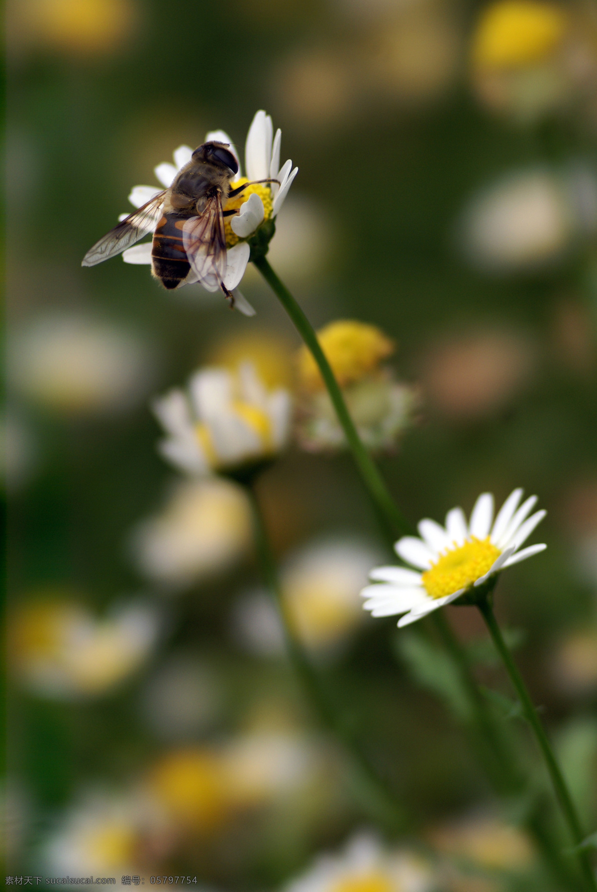 蜜蜂 白色花瓣 翅膀 昆虫 摄影图库 生物世界 黄色花蕊 采蜜 采花大盗 psd源文件