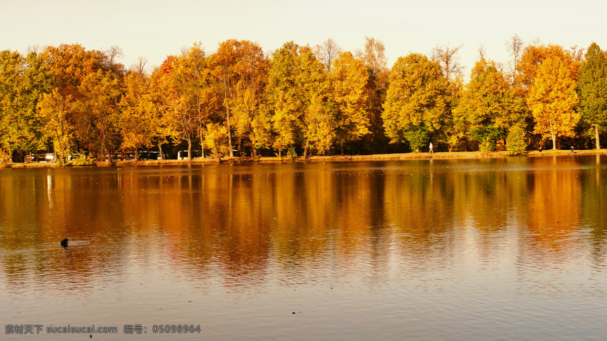 河边 美丽 黄色 树木 自然风景 河水 大自然 秋季里的树木 山水风景 风景图片