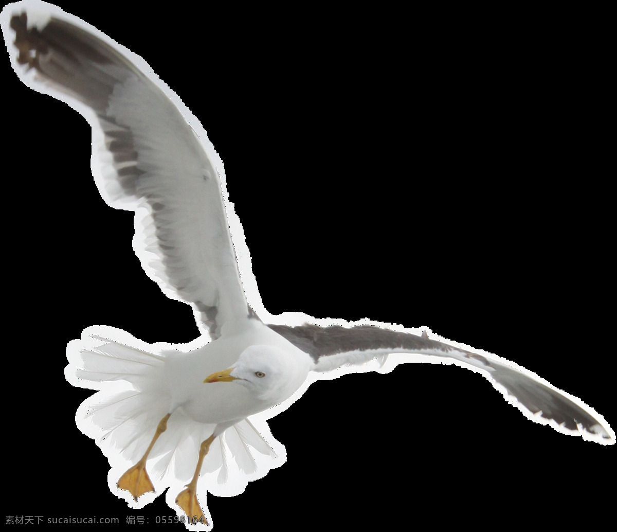 展翅 翱翔 海鸥 免 抠 透明 图 层 鸟类动物 可爱动物图片 家禽 家畜 动物大全 野生动物 世界 上 最 萌 动物 可爱小狗图片 死人 小 动物图片 野生动物图片 萌宠图片