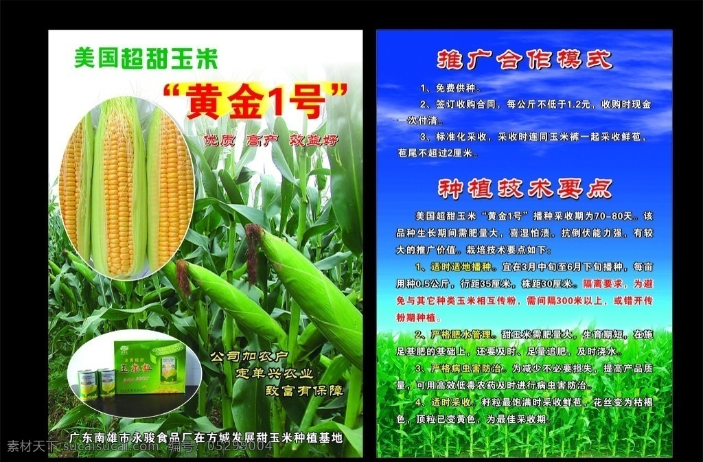 玉米 宣传页 美国黄金1号 玉米粒 推广合作模式 种植技术要点 玉米地 蓝天白云 dm宣传单 矢量