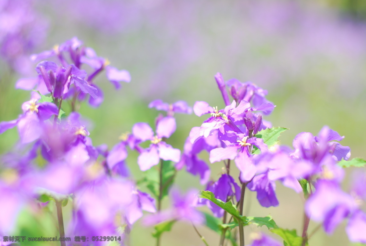 二月 兰 春天 二月兰 花 花草 生物世界 特写 紫色 psd源文件