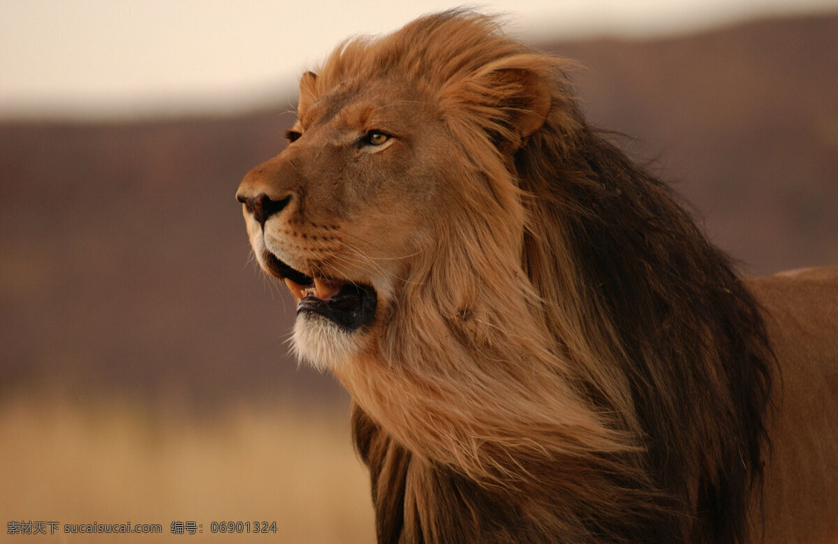 非洲 狮子 动物 风景 雄伟 伫立 生活 旅游餐饮