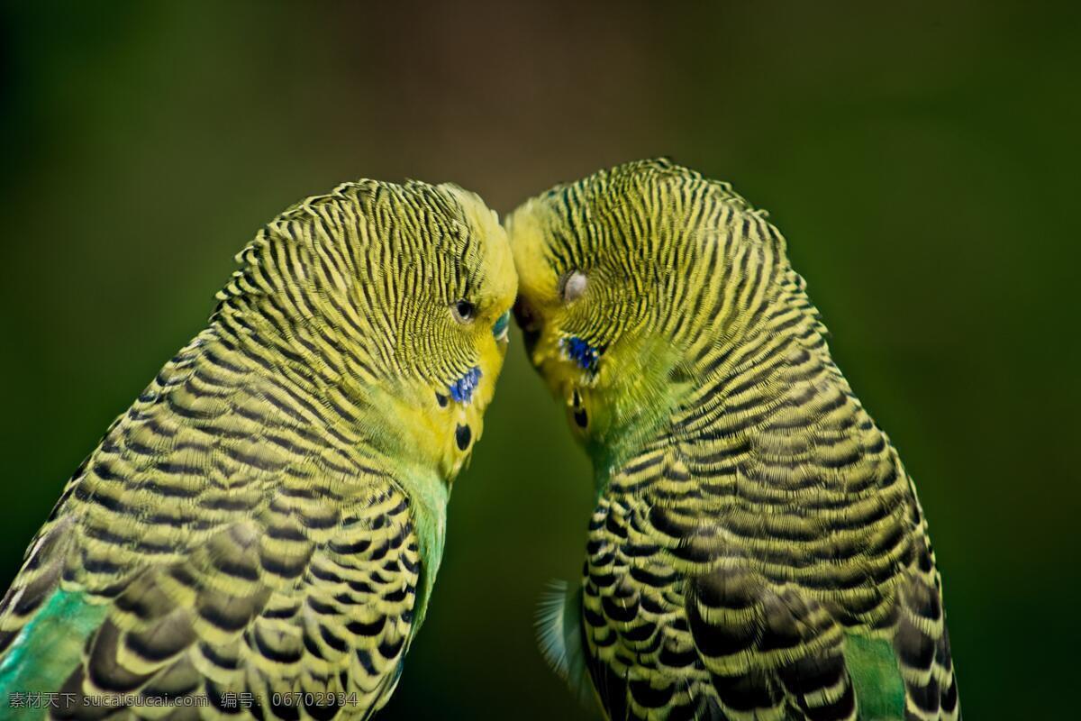 亲昵 鹦鹉 一对 双对 两只 情侣 夫妻 亲密 爱情 鸟 鸟类 特写 绿色 生物世界 野生动物