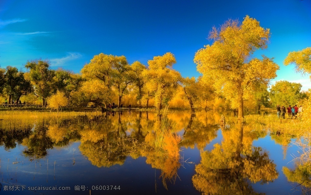 胡杨 胡杨树 胡杨林 美丽胡杨林 额济纳旗 额济纳旗胡杨 胡杨林美景 自然风景 旅游摄影