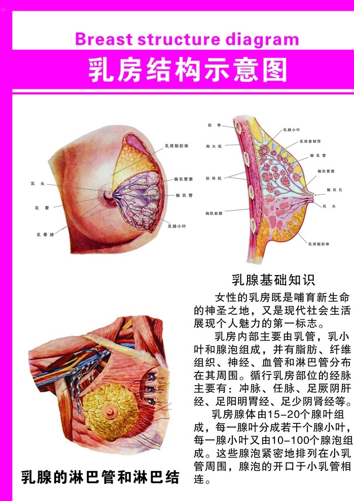 乳房 结构 示意图 乳房结构 丰胸穴位 美容院海报 海报