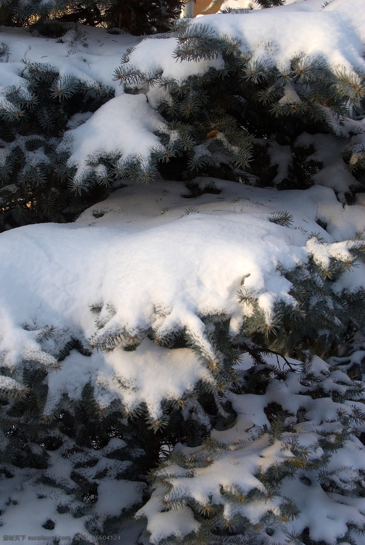 树上的白雪 冬天雪景 冬季 美丽风景 美丽雪景 白雪 积雪 风景摄影 树木 自然风景 自然景观 黑色