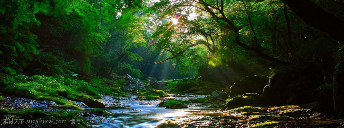 森林 梦幻 童话 清新 背景 自然生态