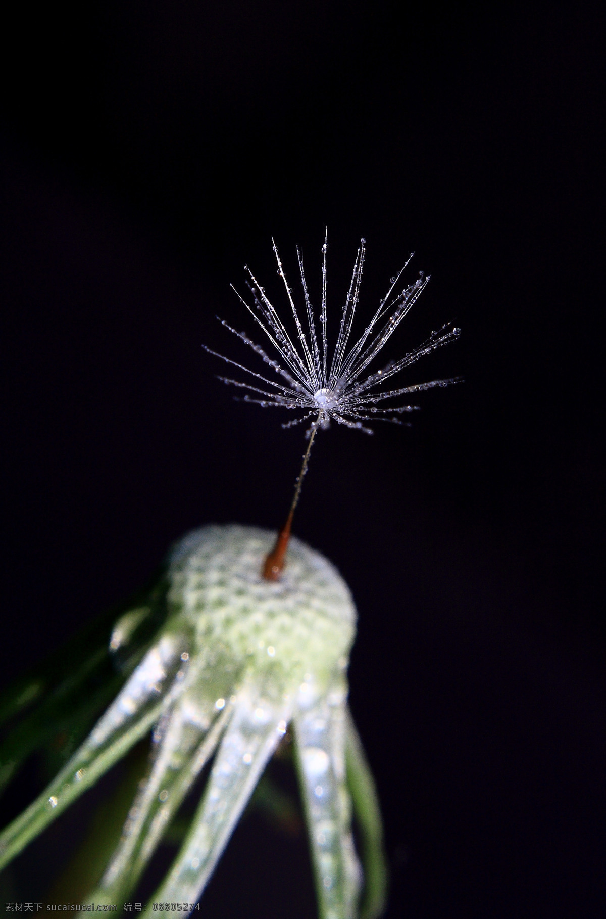 微 距 蒲公英 花草 生物世界 水滴 水珠 微距蒲公英 psd源文件
