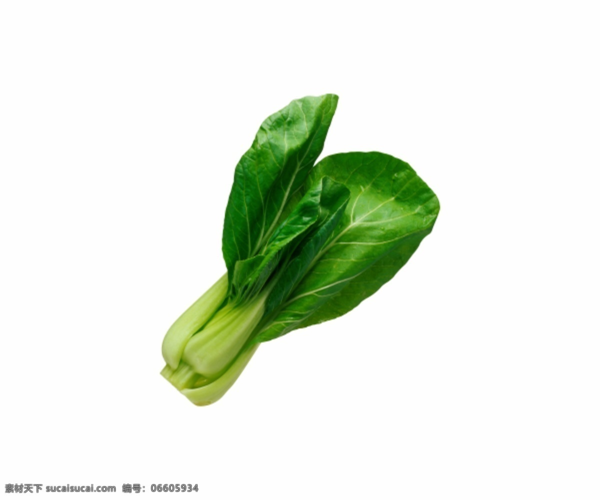 绿植 蔬菜 青色 叶子 植物 菠菜 菜叶 青菜 厨房 绿色 大叶菜
