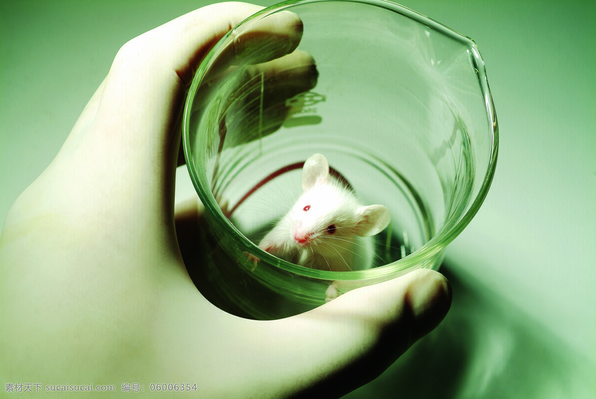 小白 鼠 科学研究 小白鼠 科学实验 科技图片 现代科技