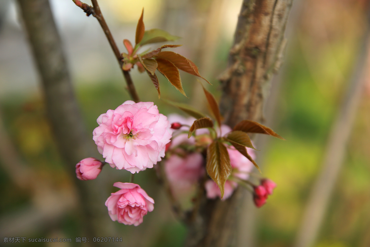 春意桃花 春天 桃花 花卉 花 花朵 花蕊 春意 生机勃勃 百花盛开 生物世界 花草