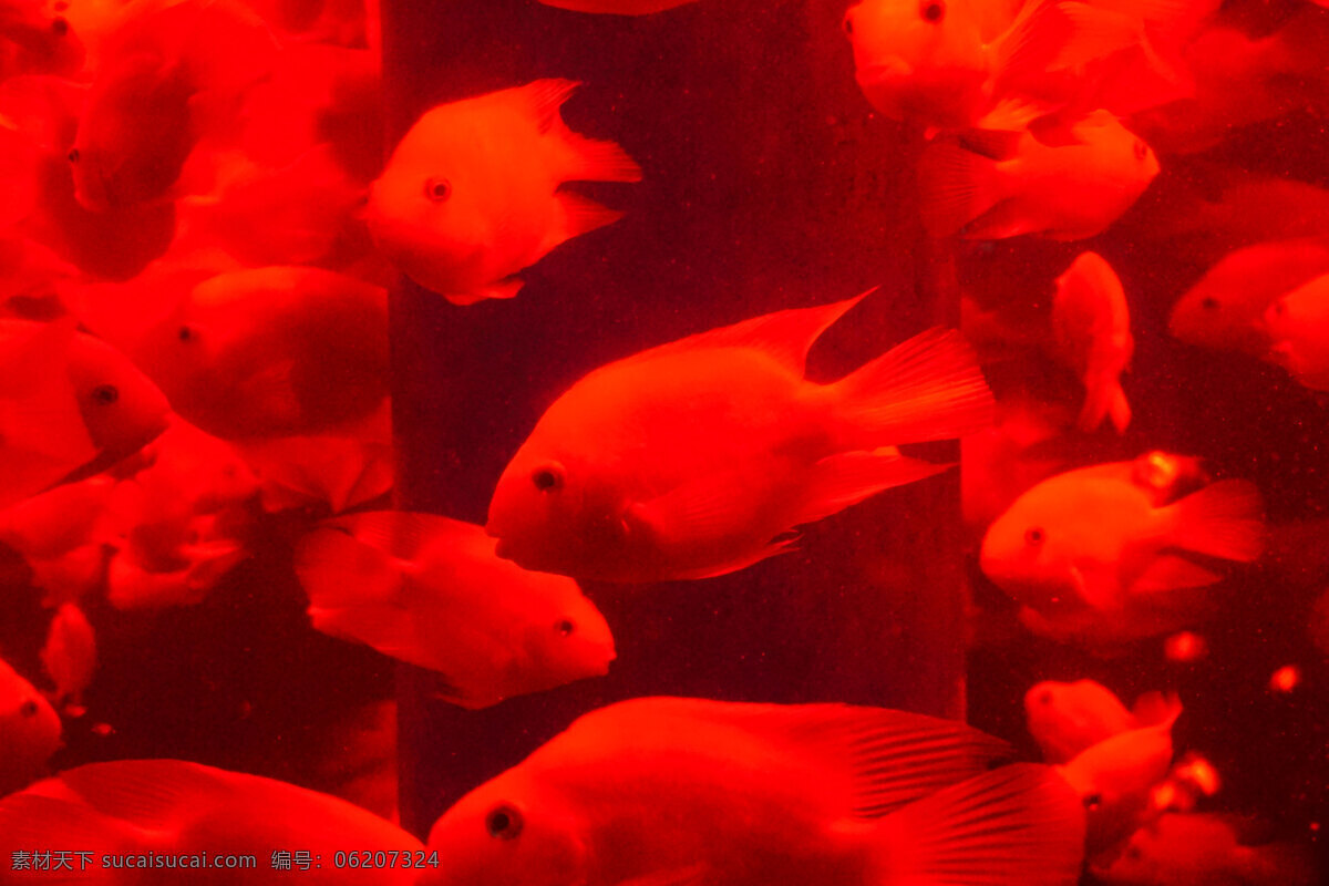 水族箱 里 红色 热带鱼 红色鱼 特写 动物 水里动物 鱼类 千库原创