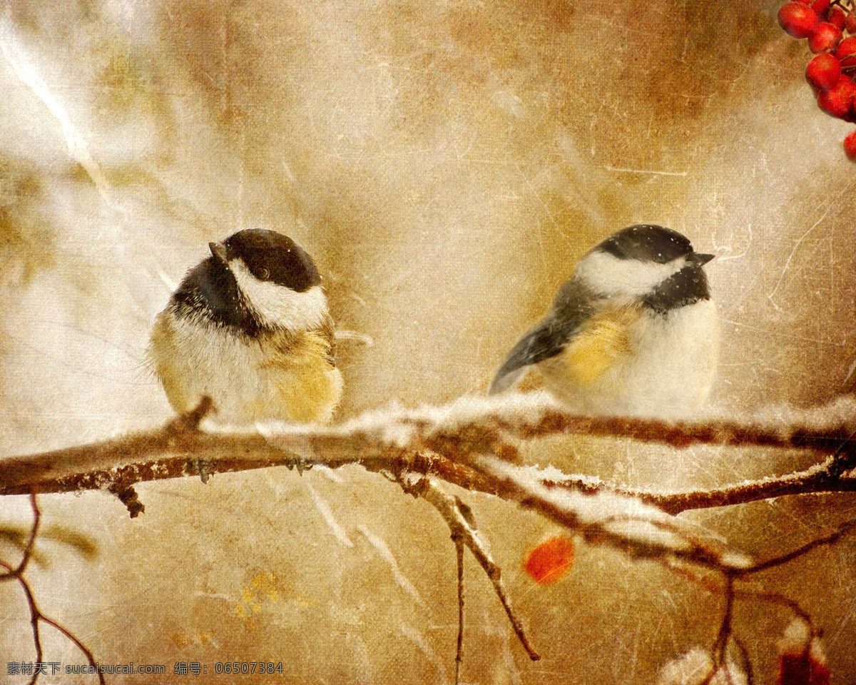 野生动物摄影 小鸟 动物 树枝 植物 动物世界 野生动物 底纹背景 节日庆典 生活百科 黄色