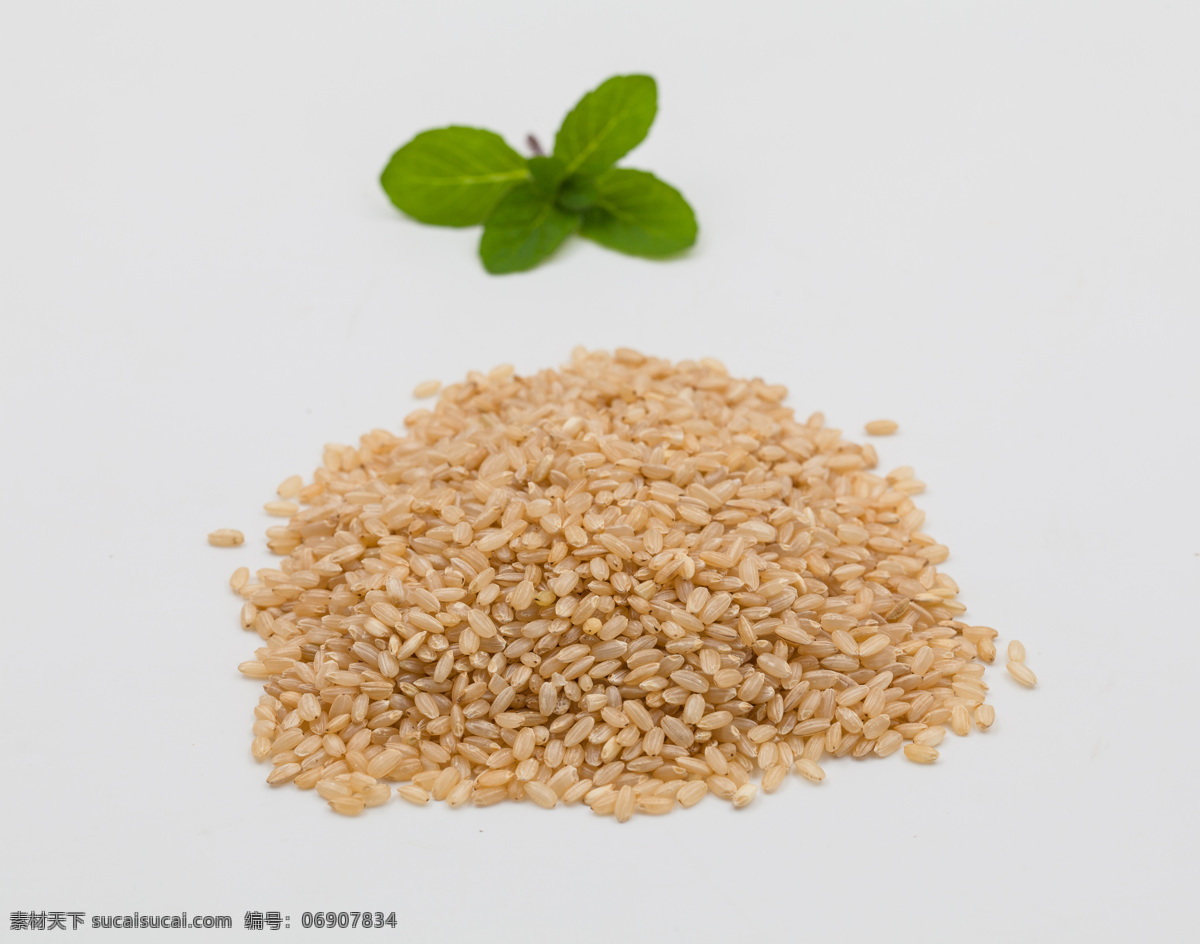 糙米 颖果 稻米 稻米籽粒 食物 食材 食物原料 餐饮美食
