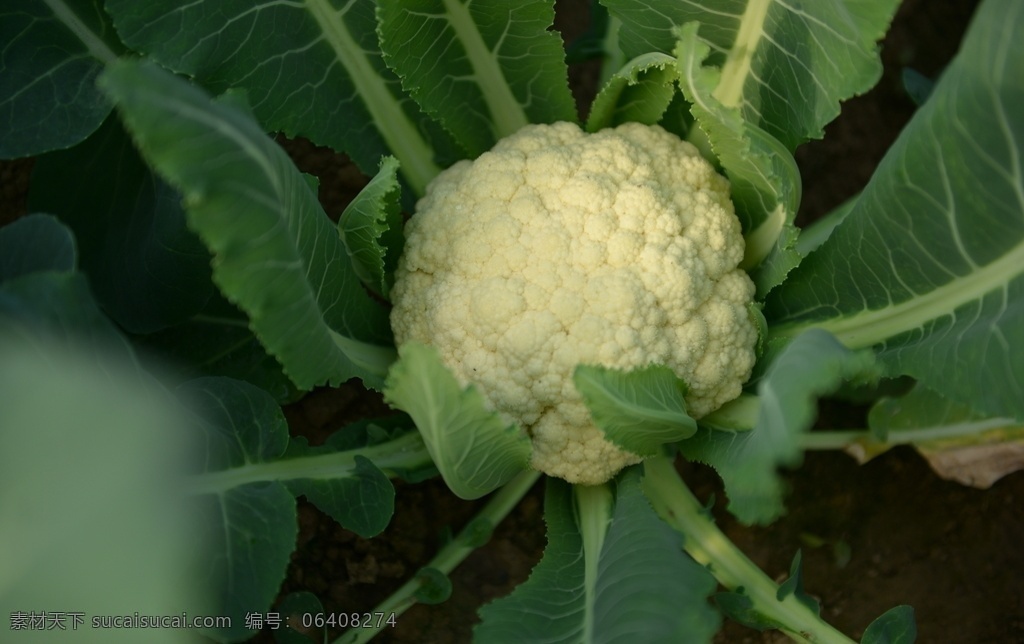 蔬菜大棚 农用大棚 塑料大棚 现代农业 绿色蔬菜 农业种植 农作物蔬菜 生物世界 蔬菜