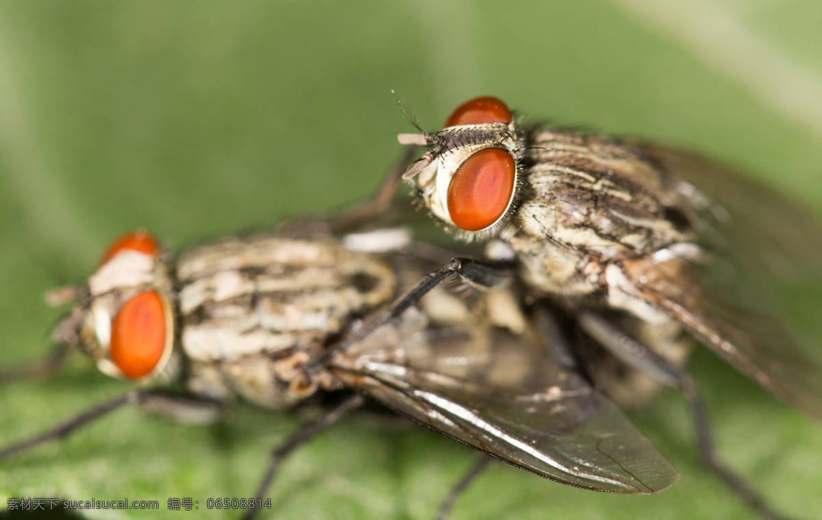 交配 两 只 苍蝇 昆虫 动物摄影 动物世界 昆虫世界 生物世界 黑色