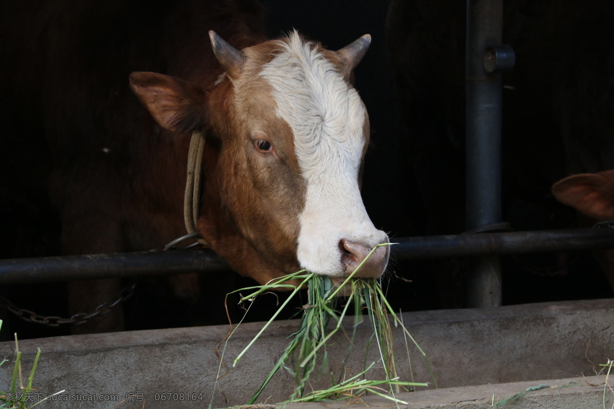 牛肉 牛圈 养殖 肉牛 吃草 生态 绿色 健康 自然景观 田园风光