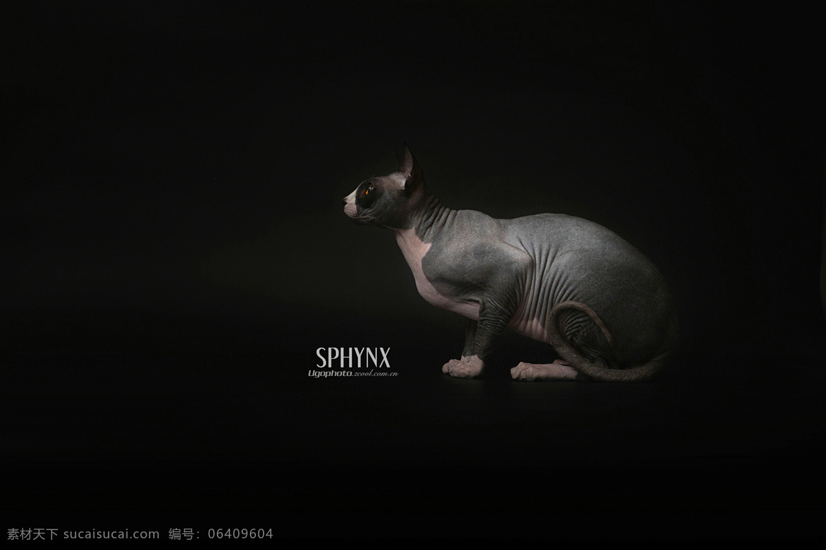 斯芬克斯 动物摄影 猫 无毛猫 酷黑 黑 黑底动物 动态 宠物店 生物世界 家禽家畜