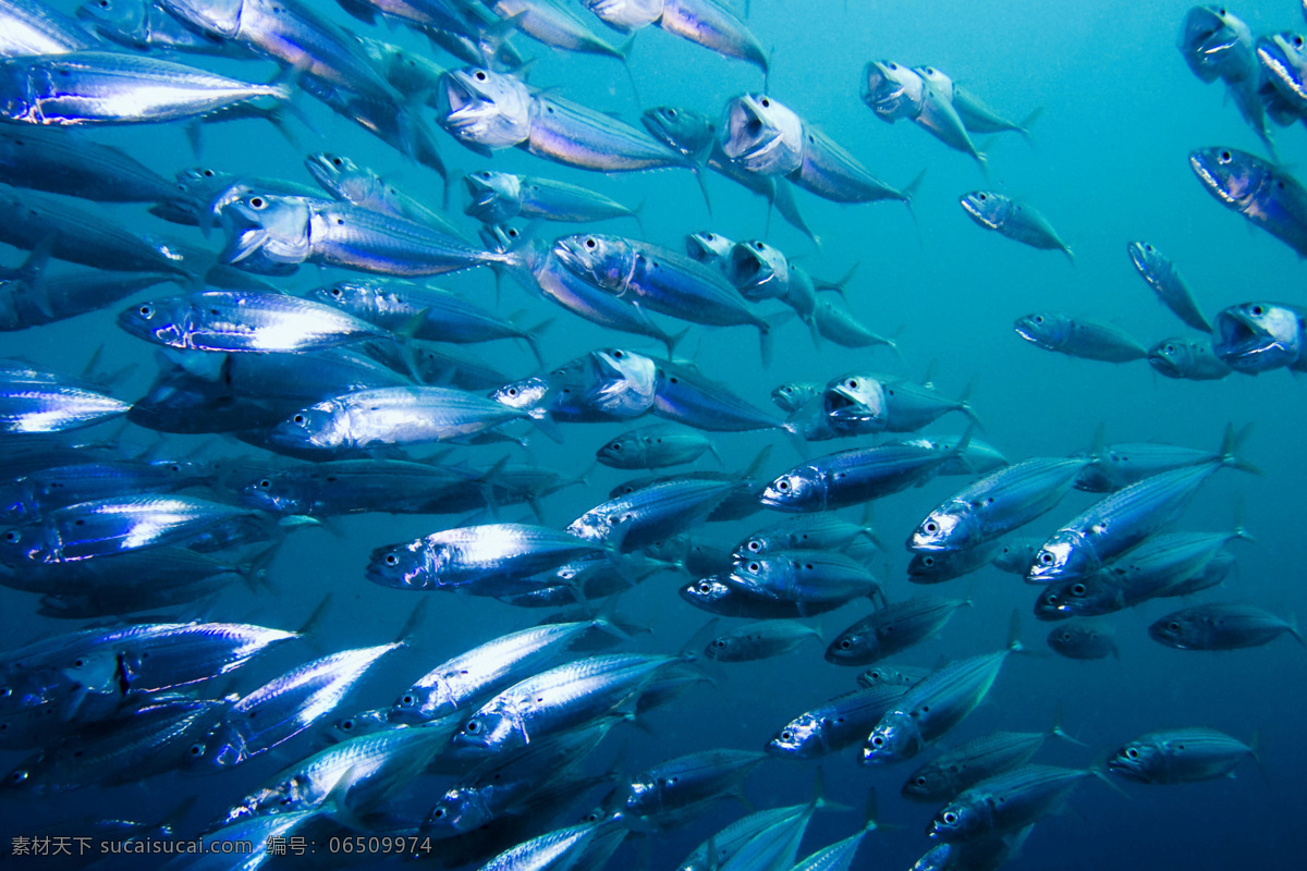 海底的鱼群 海底世界 海底生物 鱼类 鱼 鱼群 动物世界 水中生物 生物世界 青色 天蓝色