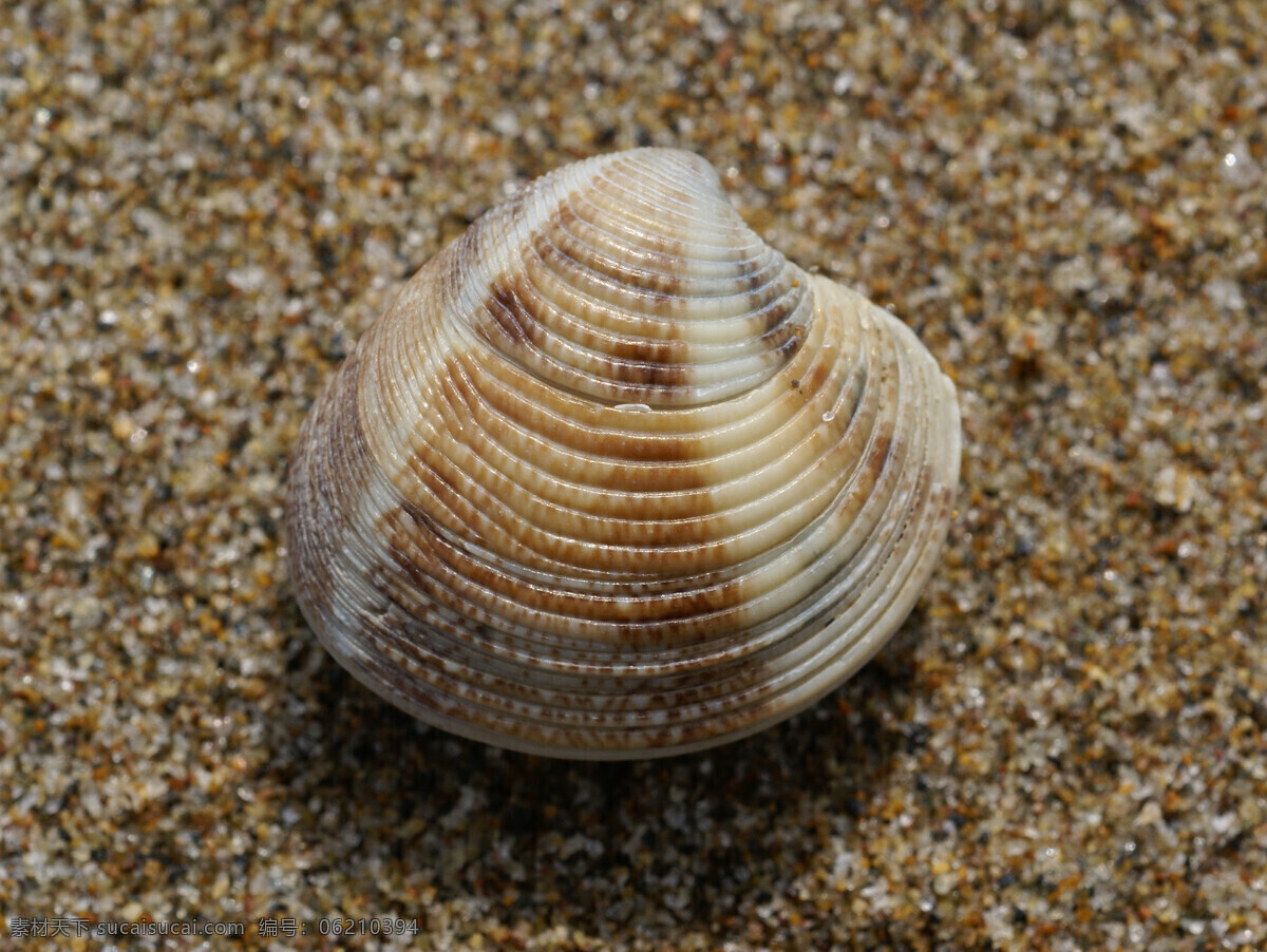 蛤蜊 罗纹 沙滩 沙粒 海洋生物 生物世界