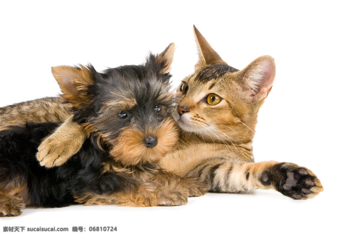 小猫和小狗 宠物 宠物猫 俏皮 可爱 高清 摄影照片 生物世界 家禽家畜