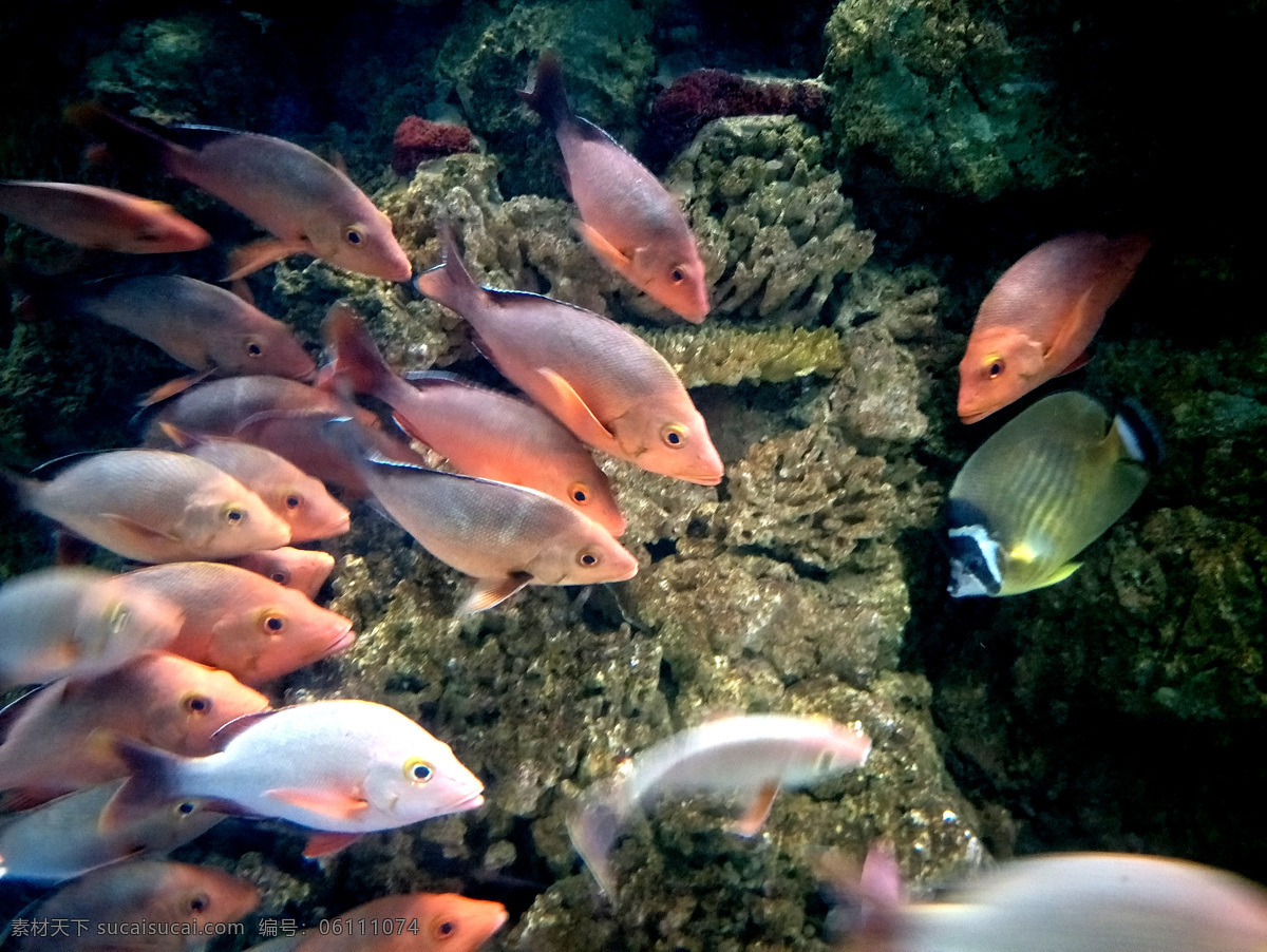 海洋鱼 海底生物 生物 海底世界 生物图片 海底图片 海底生物图片 海底世界图 海底素材 海洋 海底 海底鱼 鱼 生物世界 海洋生物