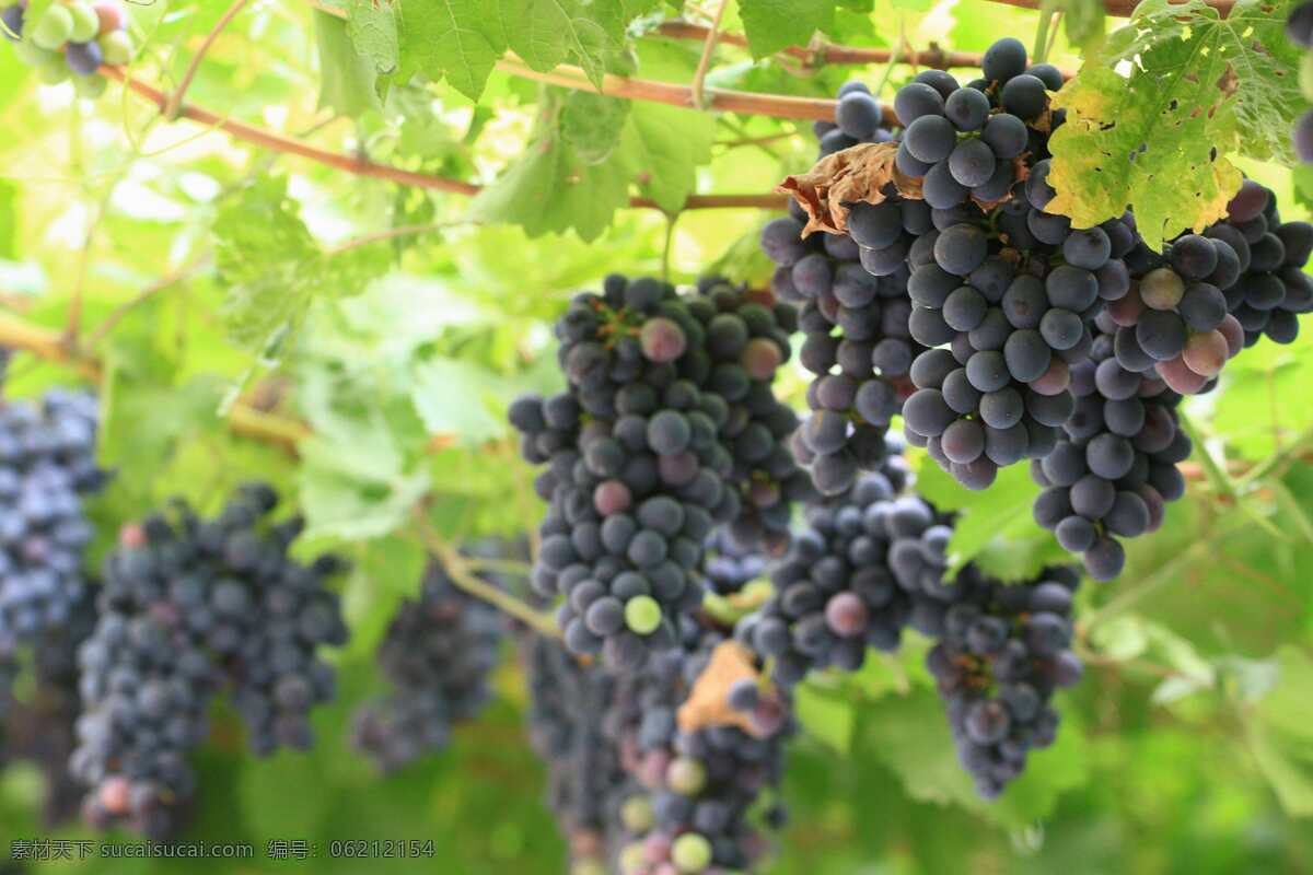 黄河 大堤 百 亩 葡萄 成熟 葡萄园 紫葡萄 葡萄秧 葡萄酒 田园 自然 水果 生物世界