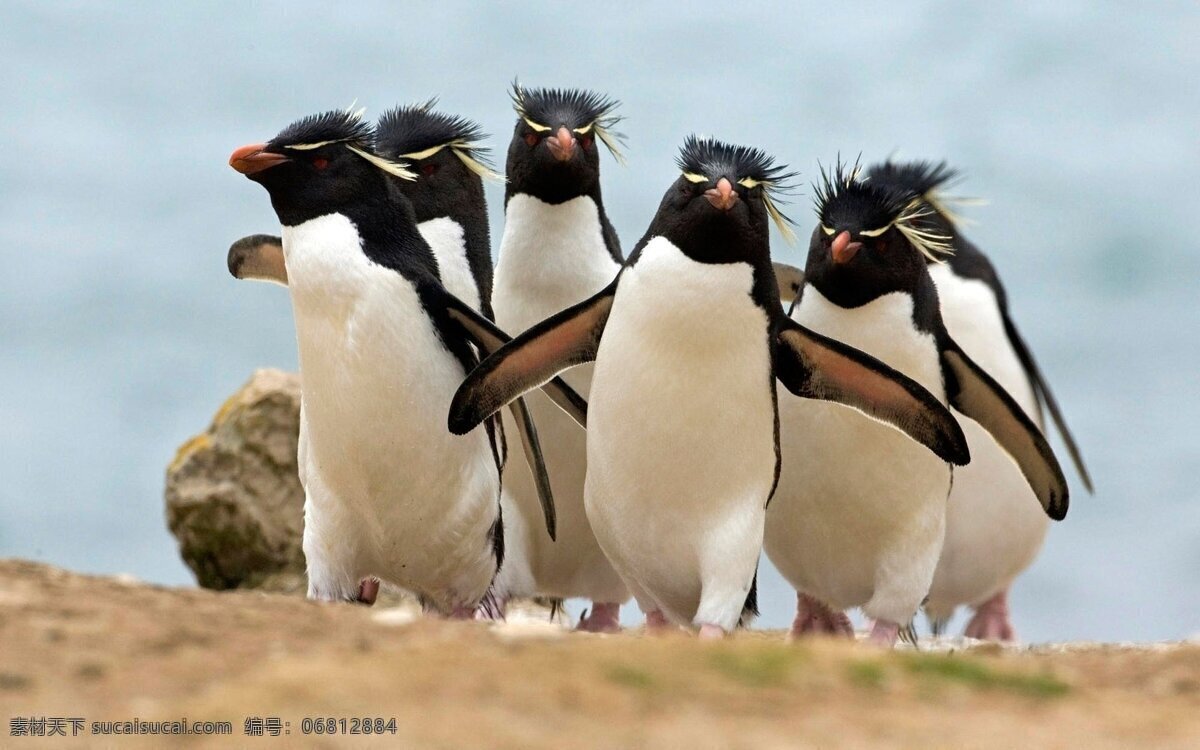 企鹅 qq 小企鹅 大企鹅 企鹅宝宝 南极企鹅 闪动企鹅 鸟类 生物世界