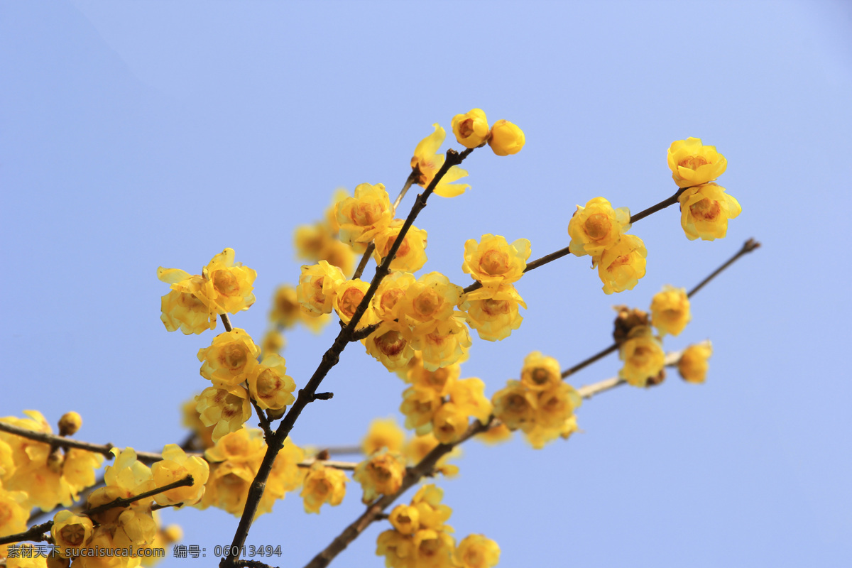 腊梅园 腊梅 蜡梅 腊木 蜡木 铁筷子 黄梅花 腊梅花 蜡梅花 梅花园 生物世界 花草
