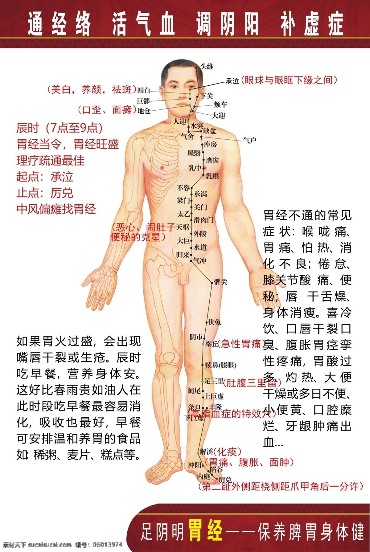 人体 经络 穴位 胃 脉络 中医 图 展板模板